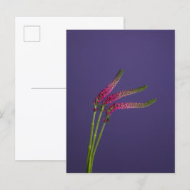 Postales de 3 flores de Verónica