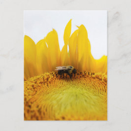 Postales de abeja y girasol