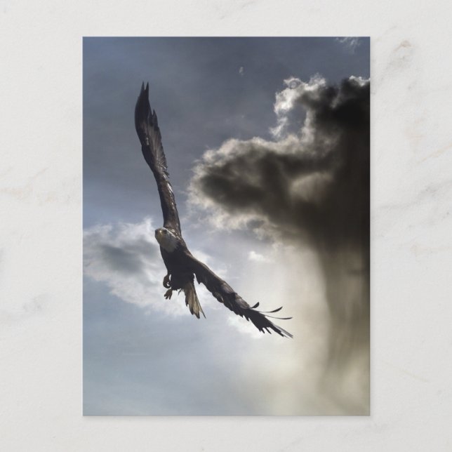 Postales de águila calva (Anverso)