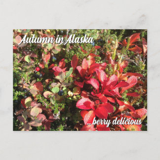 Postales de Alaska Wildberry