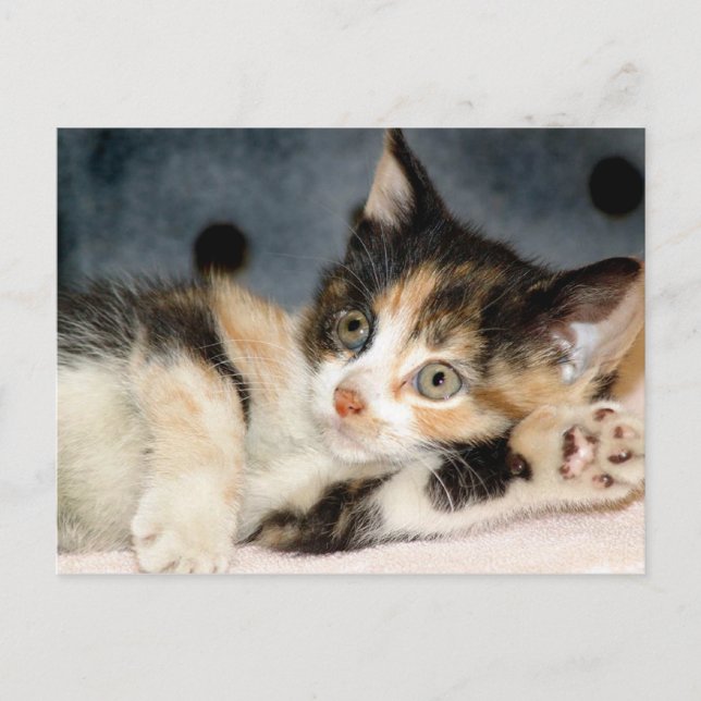 Postales de American Shorthair Calico Shelter Kitt (Anverso)