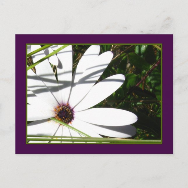 Postales de Ametist y Petales Blancos (Anverso)