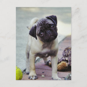 Postales de "Amor Cachorro"