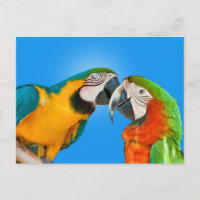 Postales de amor para loros