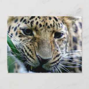Postales de Amur Leopard