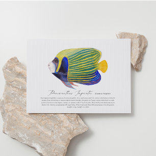 Postales de Angelfish