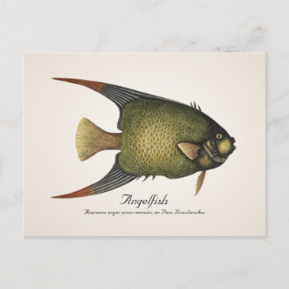 Postales de Angelfish - Estilo II