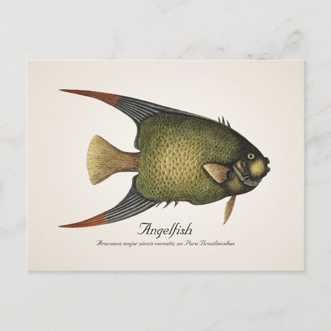 Postales de Angelfish - Estilo II (Anverso)