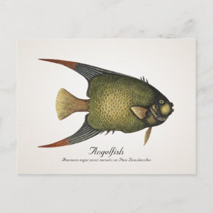 Postales de Angelfish - Estilo II