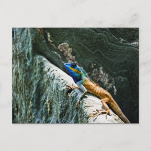 Postales de animales