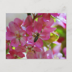 Postales de Apple Blossom y Honey Bee