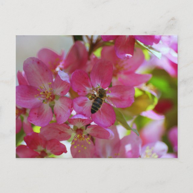 Postales de Apple Blossom y Honey Bee (Anverso)