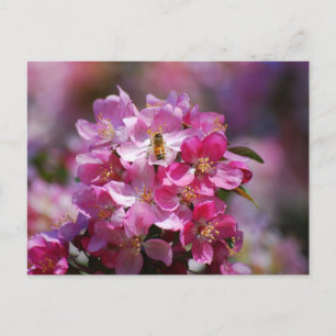 Postales de Apple Blossom y Honey Bee