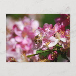 Postales de Apple Blossom y Honey Bee