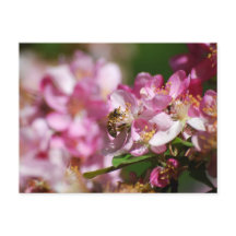 Postales de Apple Blossom y Honey Bee