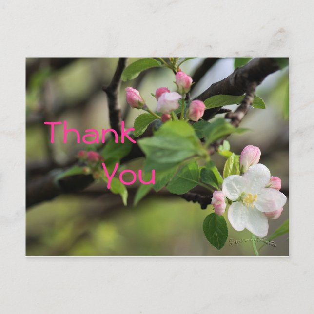 Postales de Apple Blossoms - personalizar en cualq (Anverso)