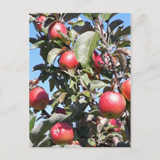 Postales de Apple Orchard