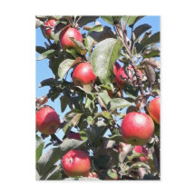 Postales de Apple Orchard