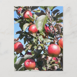 Postales de Apple Orchard