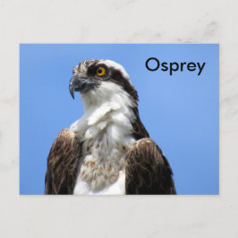 Postales de aprendizaje Osprey (4964)