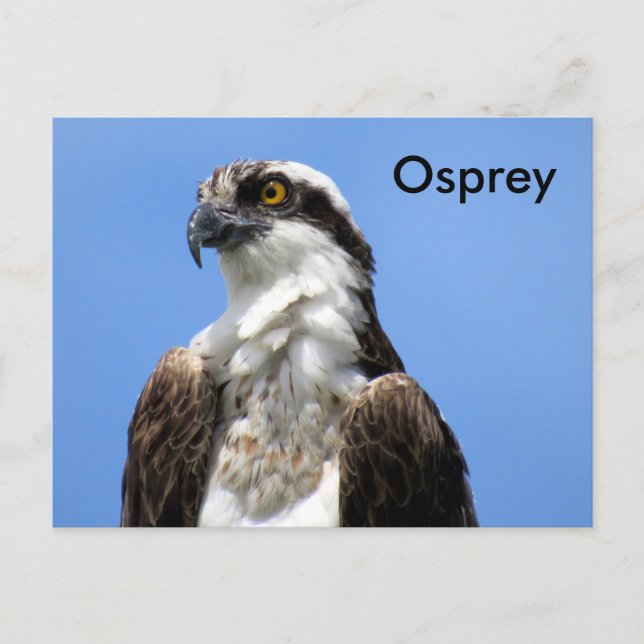 Postales de aprendizaje Osprey (4964) (Anverso)