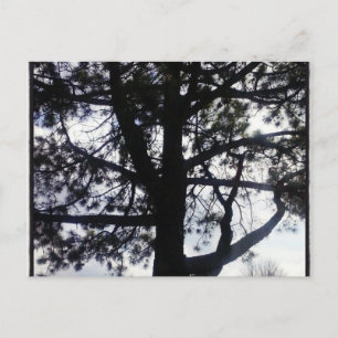 Postales de árbol de pino oscuro personalizado