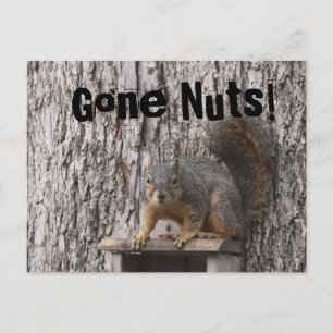 Postales de ardilla