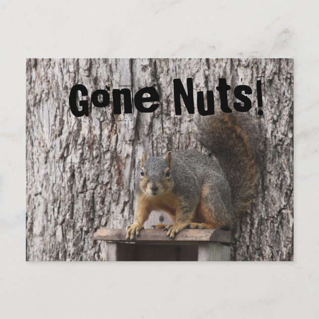 Postales de ardilla (Anverso)