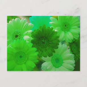 Postales de arte de fotos de la flor verde Gerbera