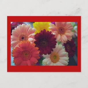 Postales de arte de la foto de Gerbera Daisy