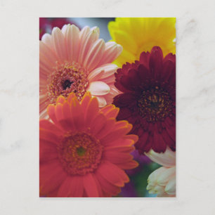 Postales de arte de la foto de Gerbera Daisy