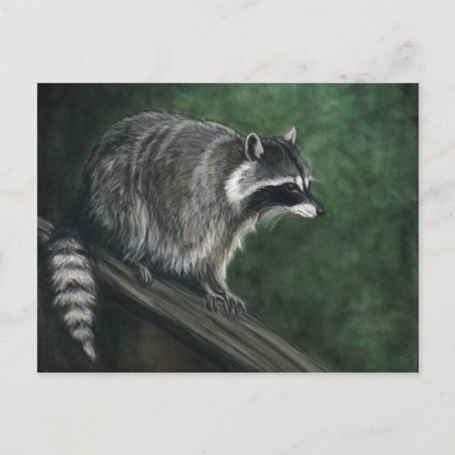 Postales de arte de vida salvaje "Raccoon" (Anverso)