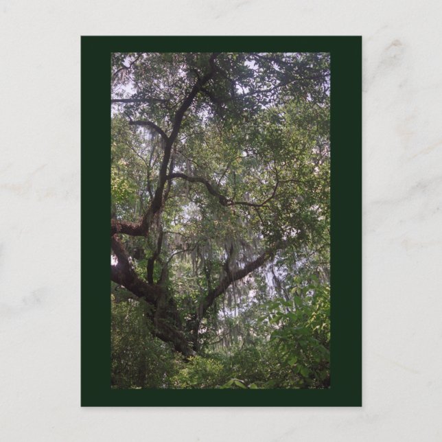 Postales de arte Moss Forest Canopy Personalizado  (Anverso)