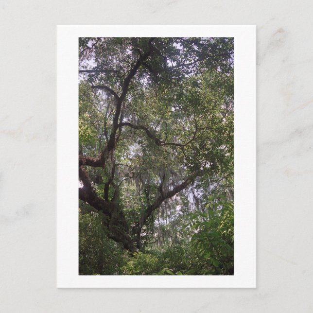 Postales de arte Moss Forest Canopy Personalizado  (Anverso)