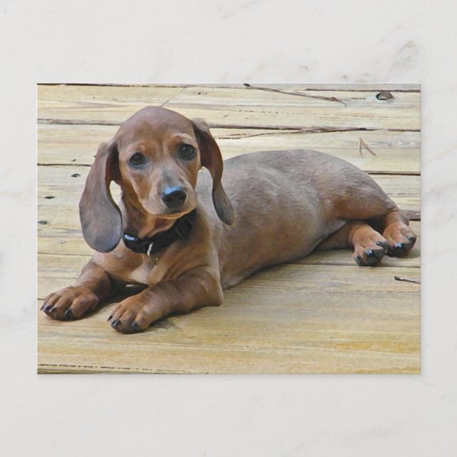 Postales de AX-Cute Dachshund (Anverso)