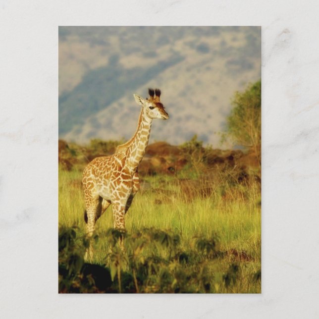 Postales de Baby Giraffe para la vida salvaje (Anverso)