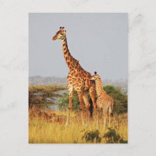 Postales de Baby Giraffe para la vida salvaje
