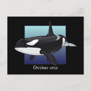 Postales de ballena asesina