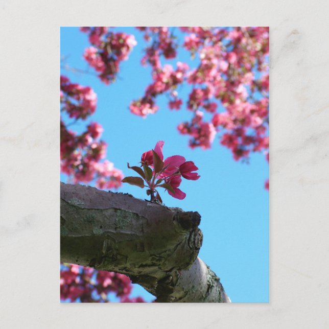 Postales de barrido de flores de cerezo (Anverso)