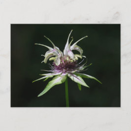 Postales de Basil Bee Balm White Bergamot Wildflow