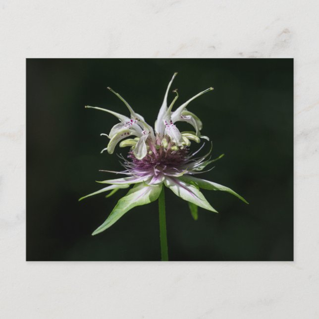 Postales de Basil Bee Balm White Bergamot Wildflow (Anverso)