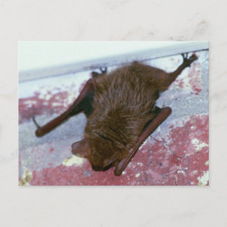 Postales de Bat Brown