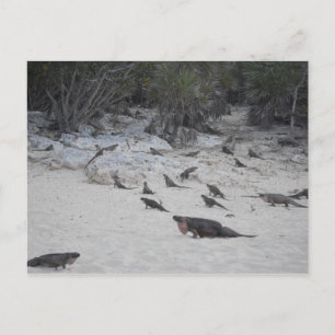 Postales de Beau Bahamas