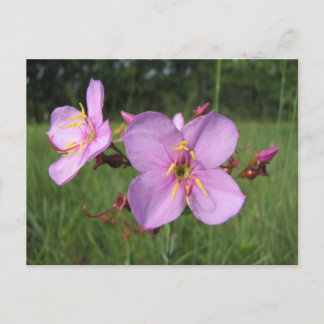 Postales de belleza de pradera