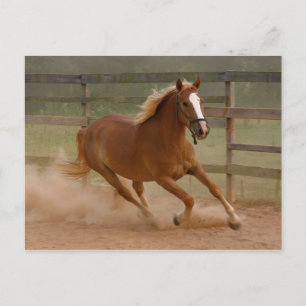 Postales de belleza marrón