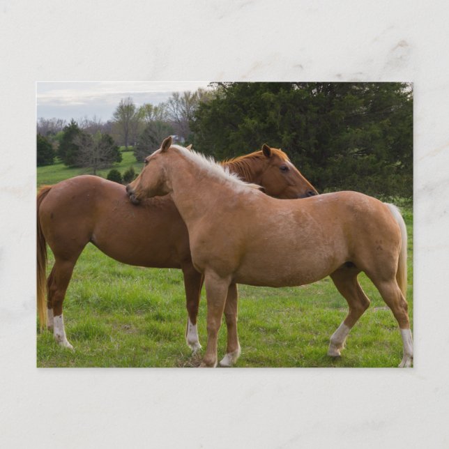 Postales de Bellezas en el Baño (Anverso)