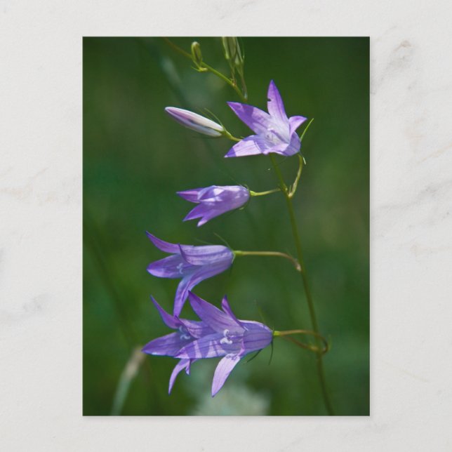Postales de Bellflower (Anverso)