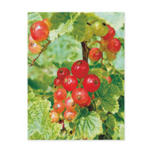 Postales de Berries Red Currcard