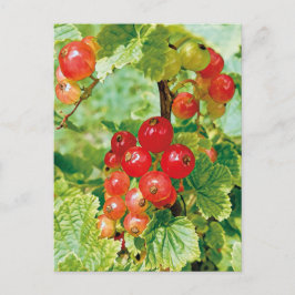 Postales de Berries Red Currcard