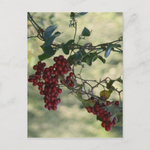 Postales de Berries Rojas